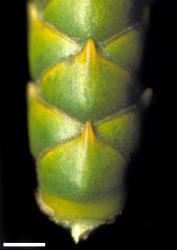 Veronica hectorii subsp. demissa. Close-up of leaves with evident nodal joints. Scale = 1 mm.
 Image: W.M. Malcolm © Te Papa CC-BY-NC 3.0 NZ